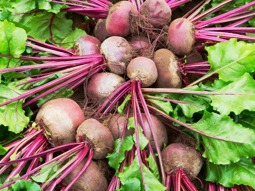 Beetroot Harvest 1